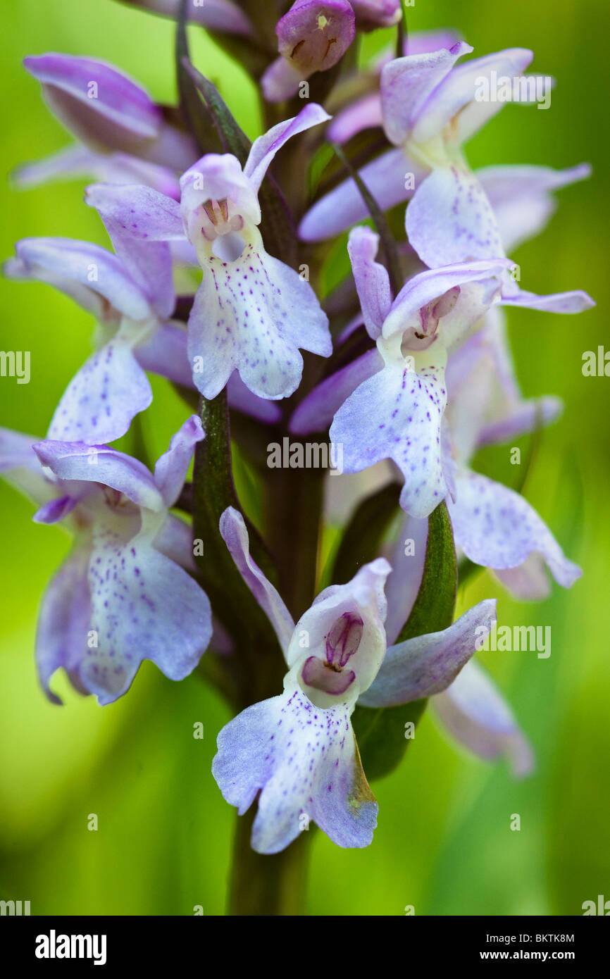 Detail des südlichen Knabenkraut Stockfoto