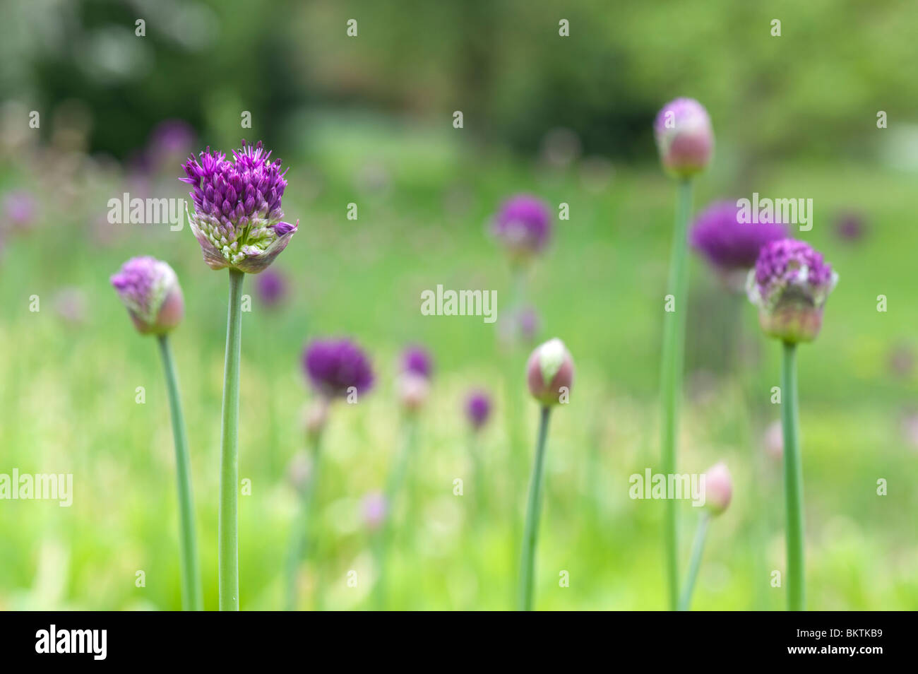 Allium Hollandicum Purple Sensation Blume Porträt Stockfoto