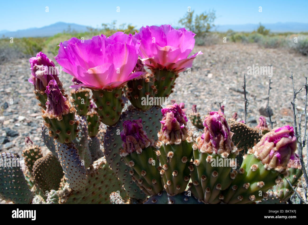Ein Beavertail Kaktus blüht im Death Valley Stockfoto