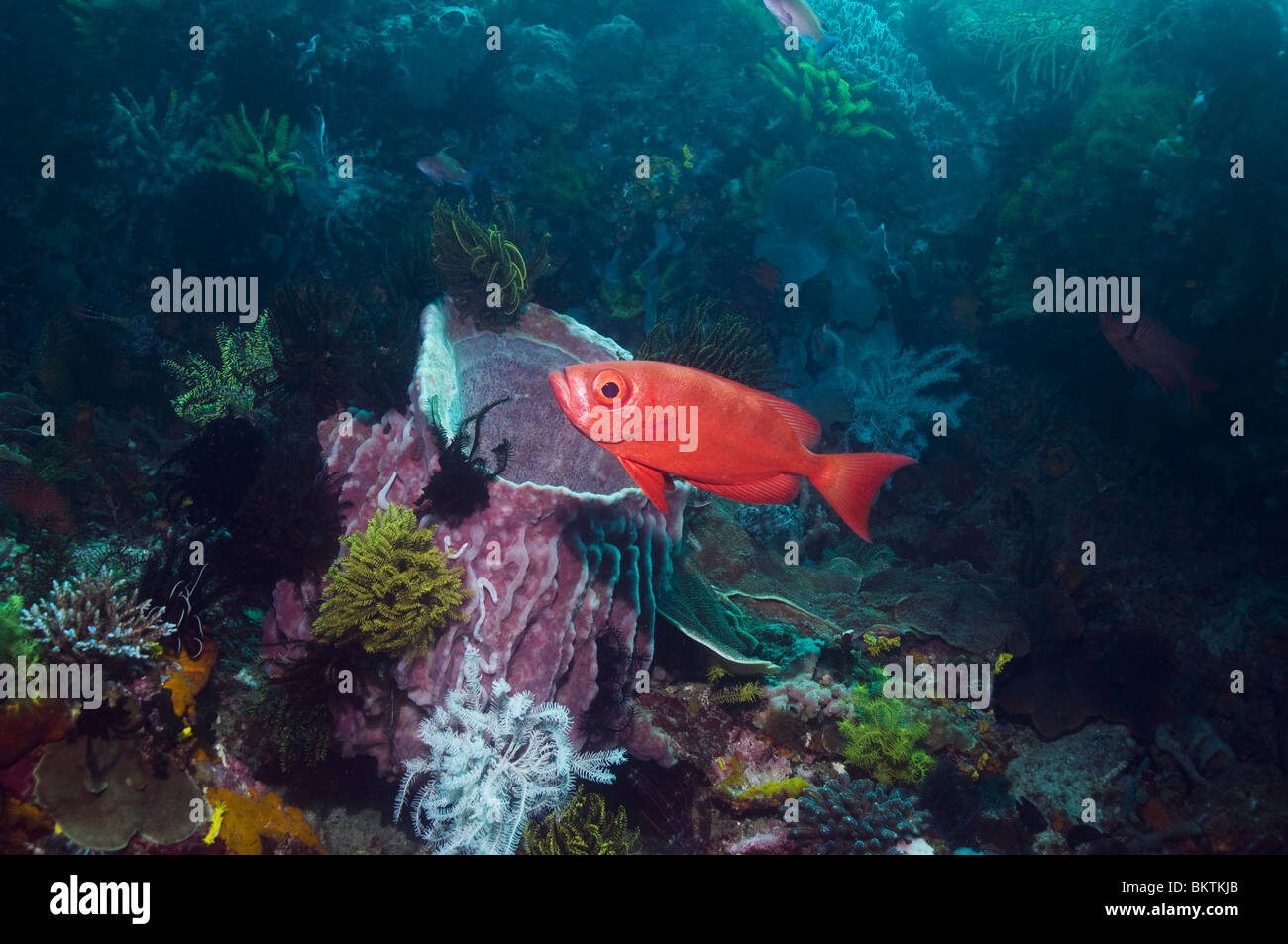 Großes Auge oder Goggle-Eye (Priacanthus Hamrur) am Korallenriff Stockfoto