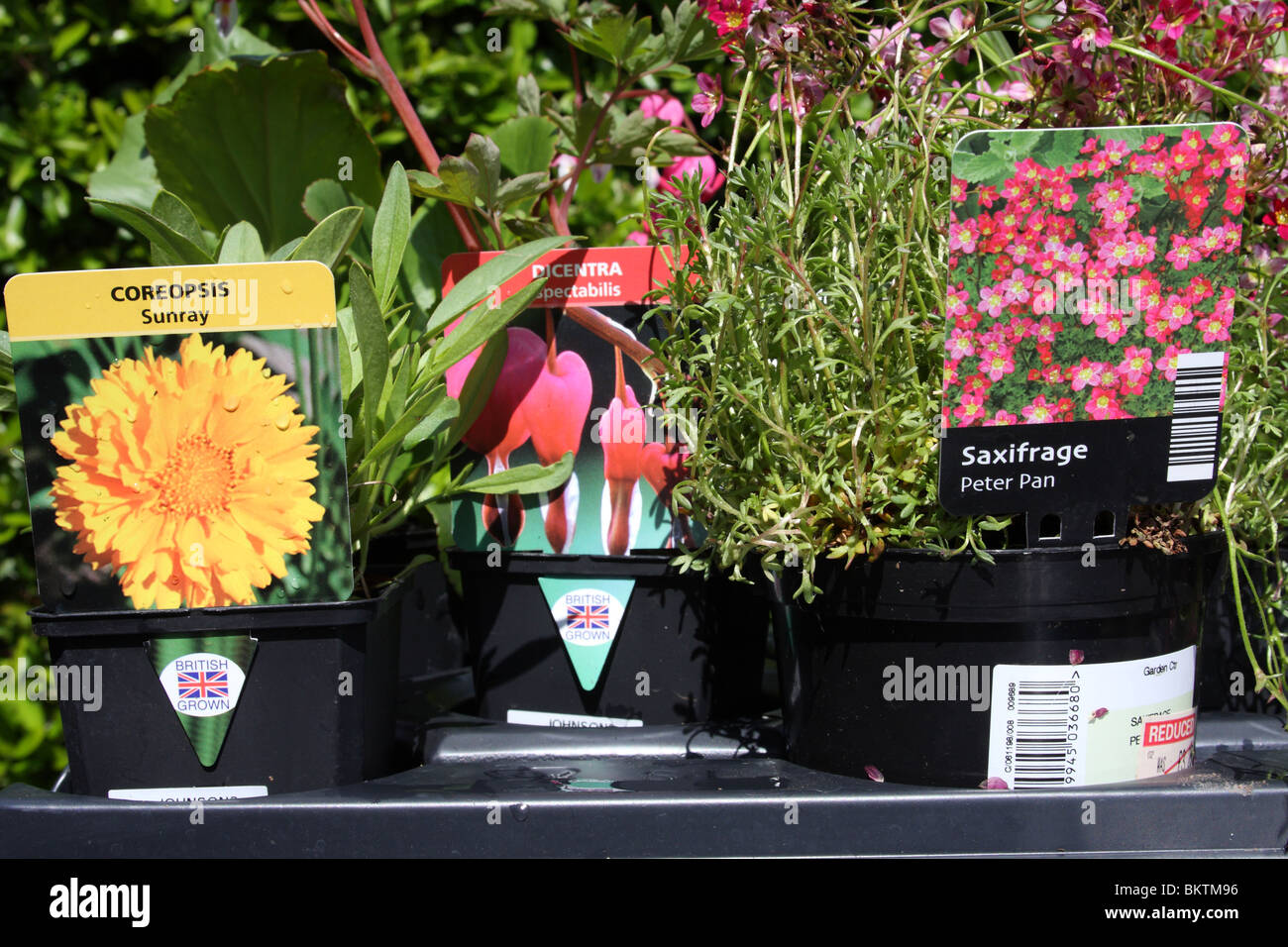 Britische gewachsen Gartenpflanzen aus einem Gartencenter in Großbritannien. Stockfoto