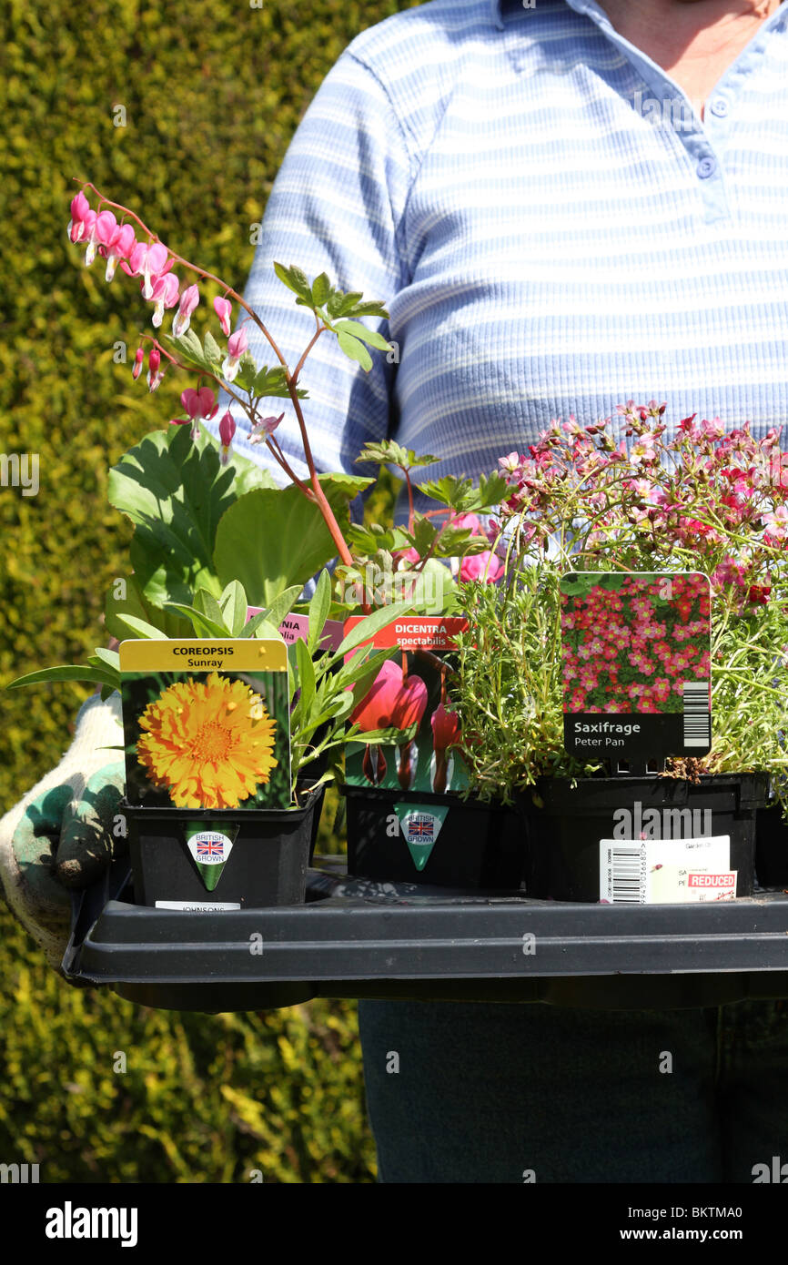 Britische gewachsen Gartenpflanzen aus einem Gartencenter in Großbritannien. Stockfoto