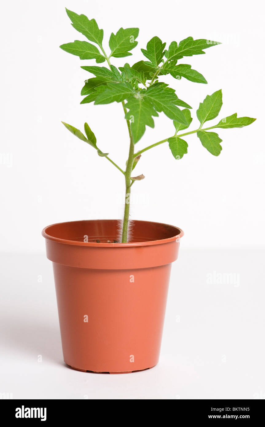 JUNGE TOMATEN PFLANZEN IM TOPF AUF EINEM WEIßEN HINTERGRUND Stockfoto