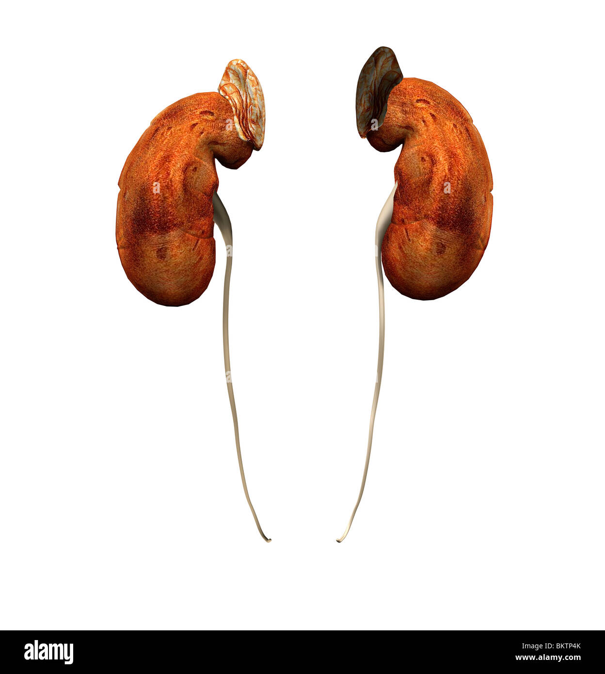 Anatomie der Niere Stockfoto