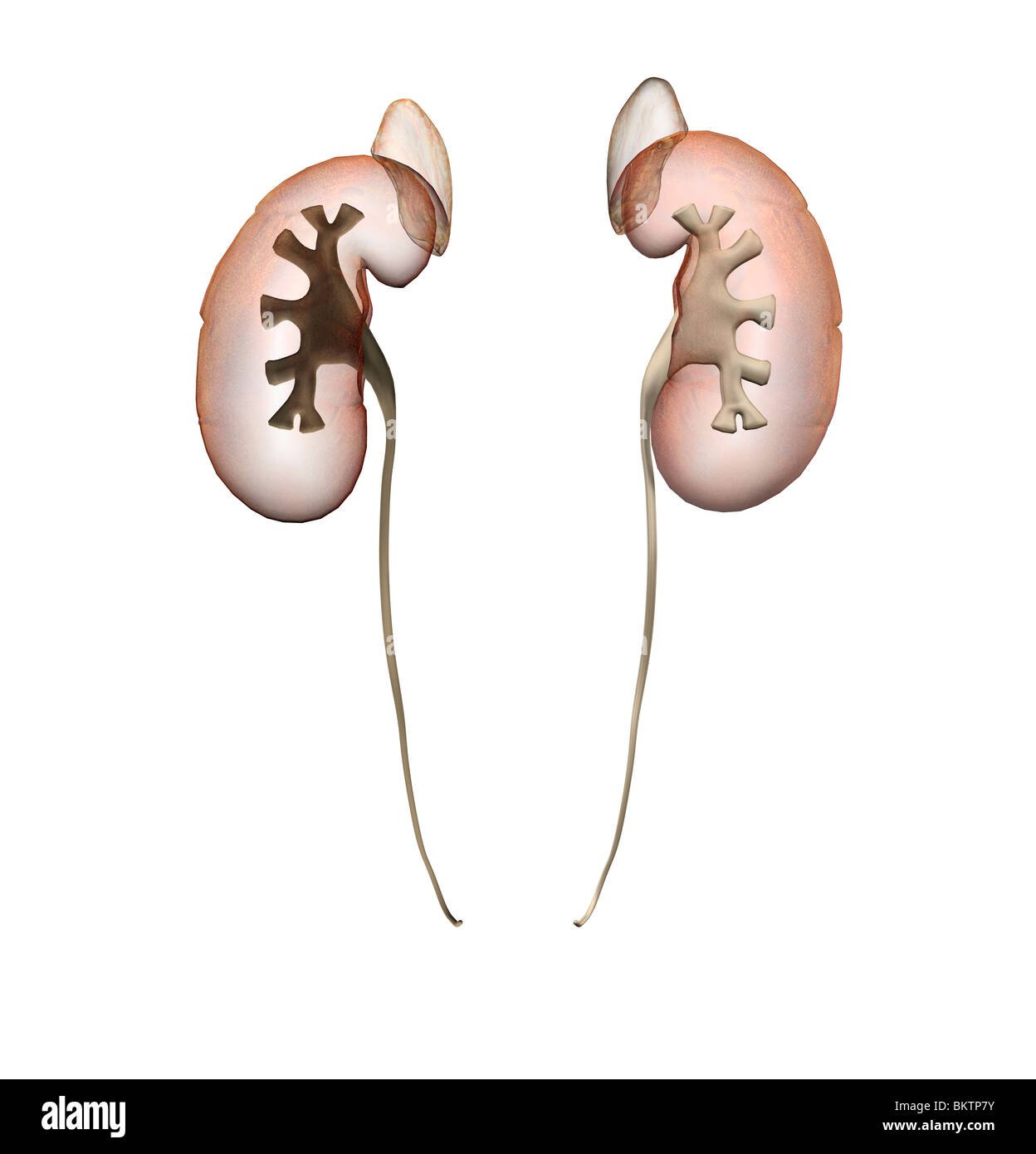 Anatomie der Niere Stockfoto