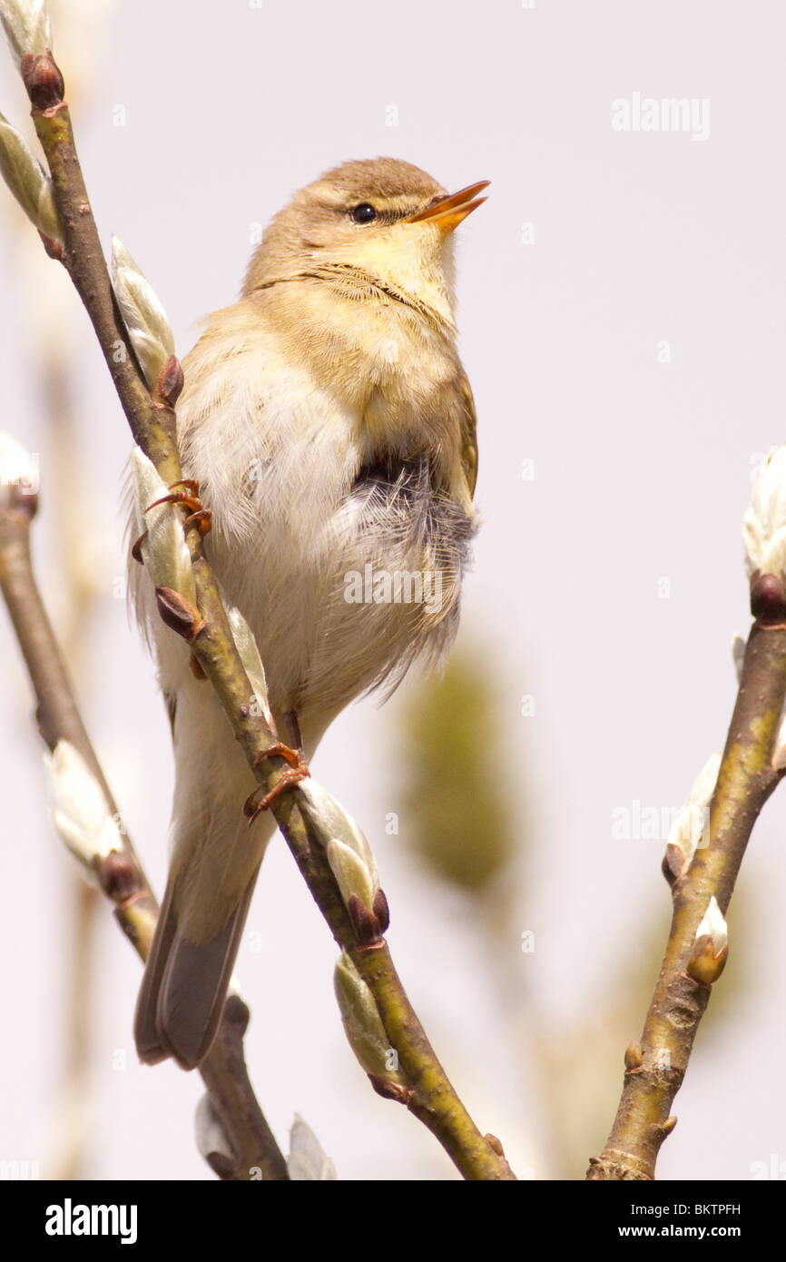 Zilpzalp singend entfernt in der North Yorkshire moors Stockfoto