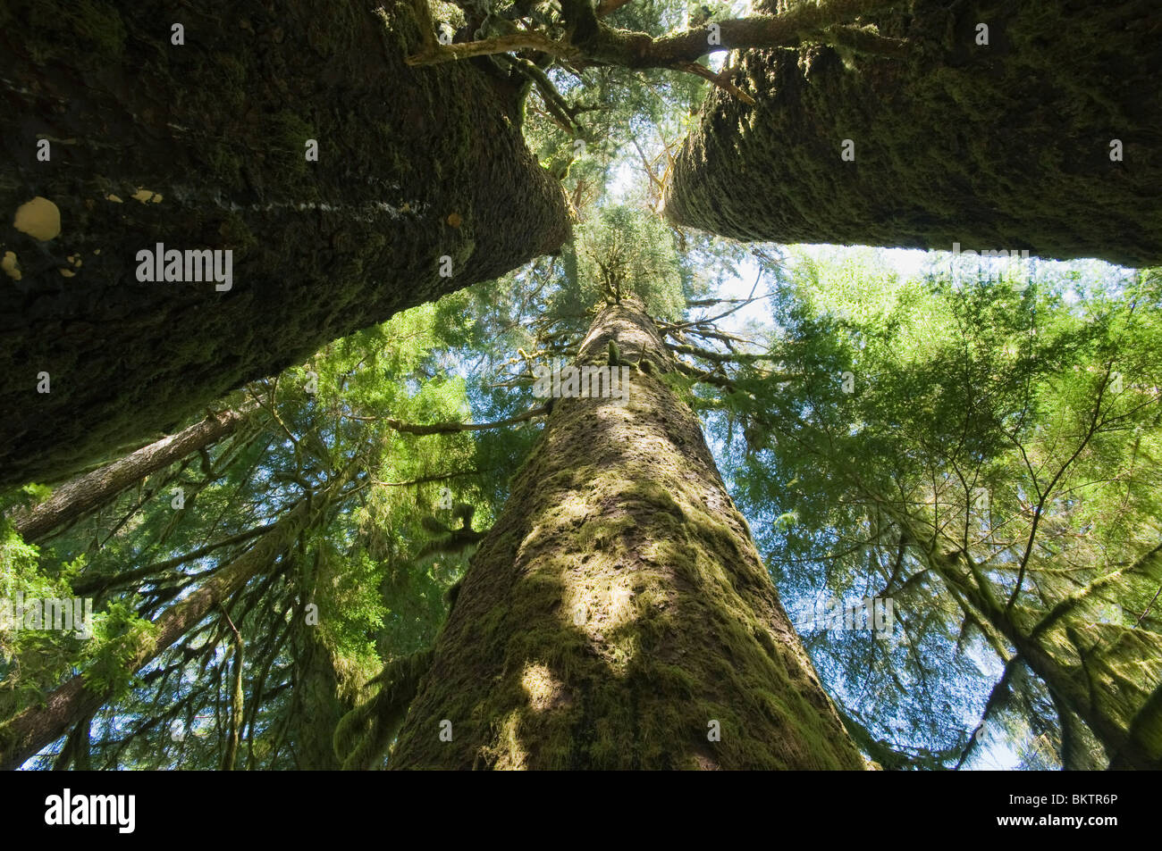 Drei Schwestern, drei riesige Sitka-Fichte (Picea Sitchensis), Carmanah Valley, Vancouver Island, BC Kanada Stockfoto