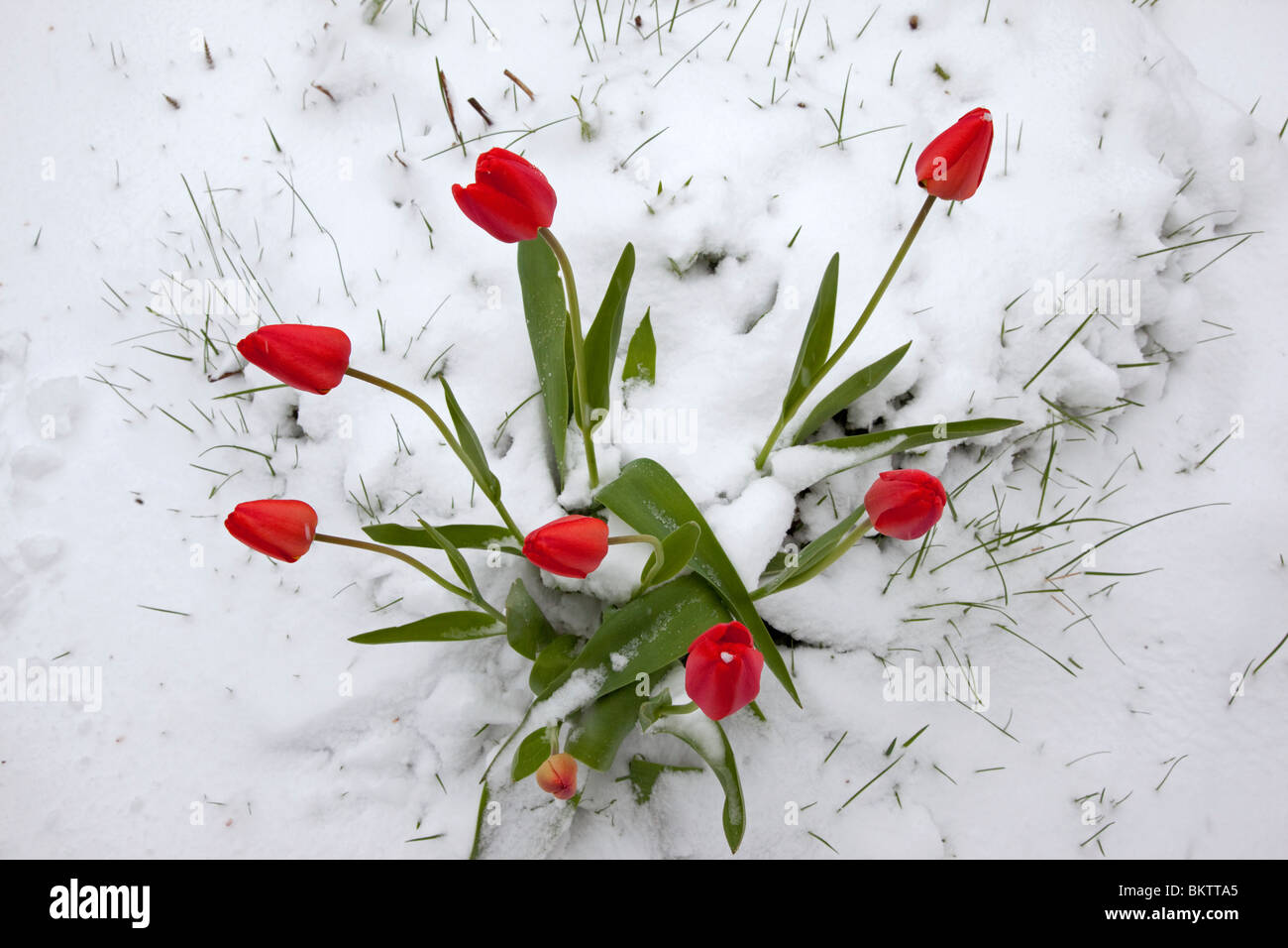 Rote Blumen in unerwarteten Frühling Schneefall Stockfoto