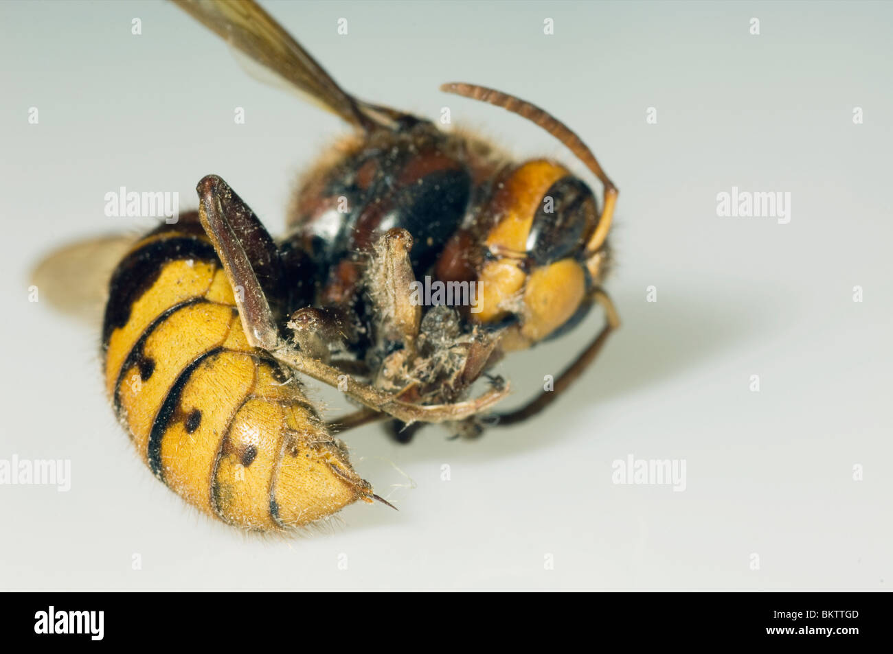 Hornisse (Vespa-sp). VEREINIGTES KÖNIGREICH. Stockfoto