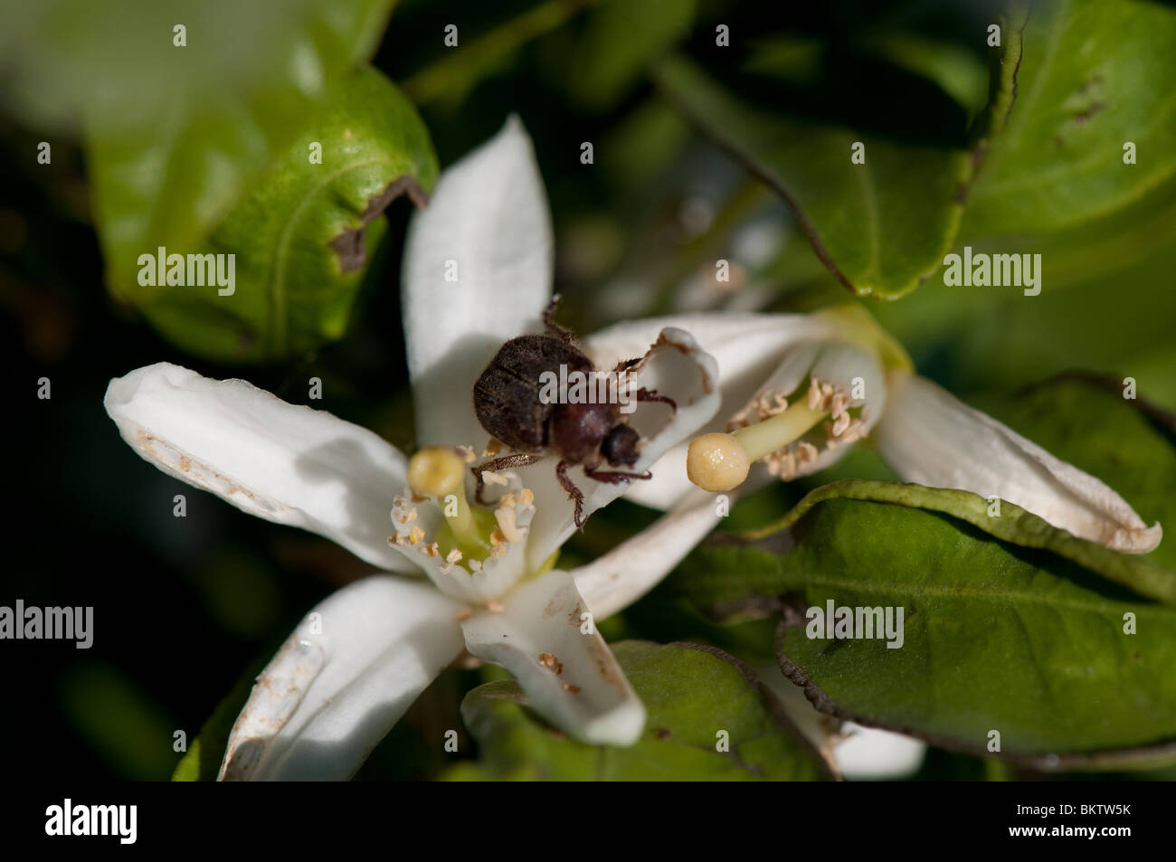 Hoplia Käfer auf einer Zitrusfrucht Blüte, Zentral-Kalifornien, Anfang Mai 2010 Stockfoto