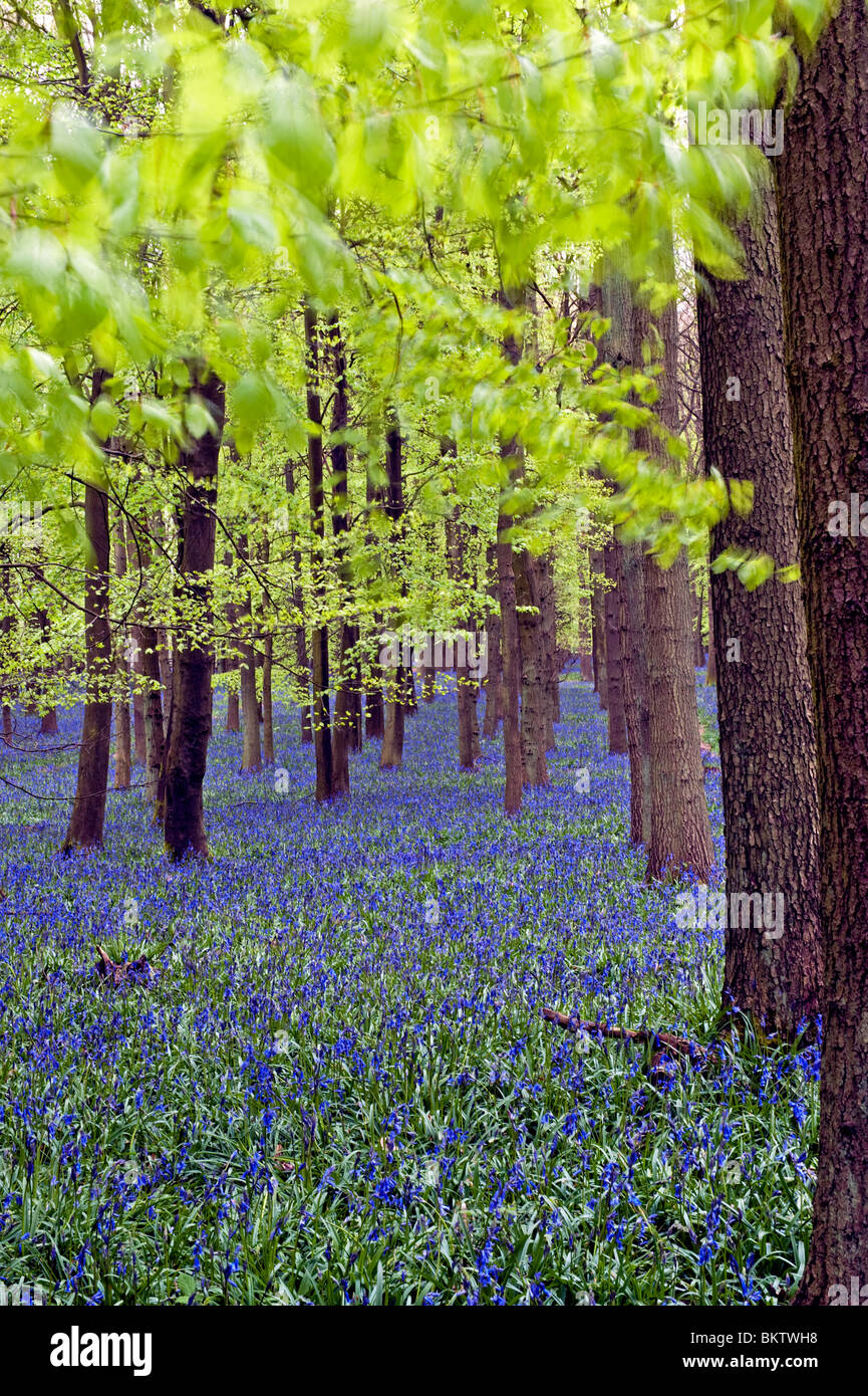 Dockey Holz Bluebells Ashridge Immobilien Stockfoto