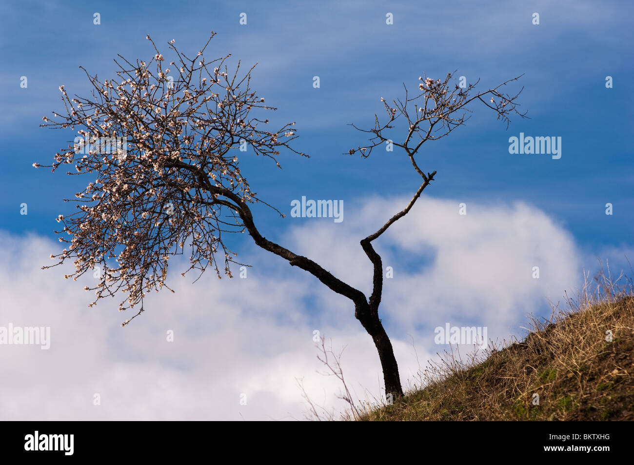 Mandelbäume wachsen auf den Termino De La Taha, Alpujarras Stockfoto