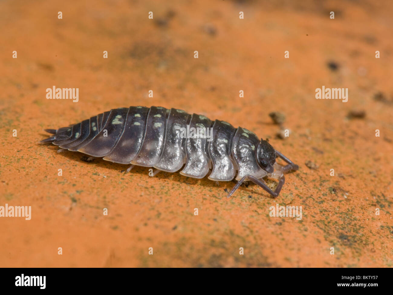 Pille Assel (Armadillidium Vulgare), Frankreich Stockfoto