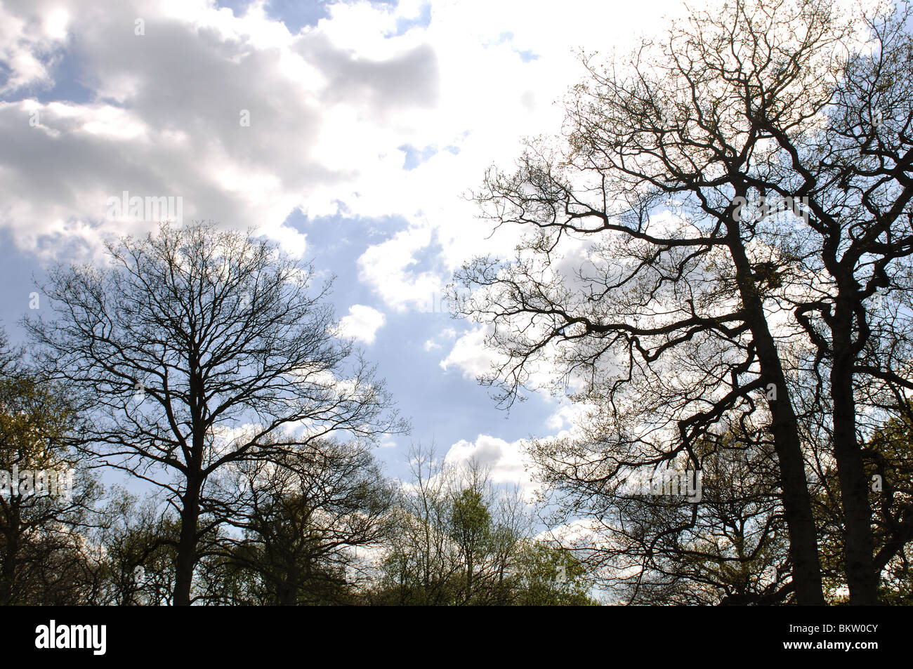 Wald Bäume Silhouette im Frühjahr, UK Stockfoto