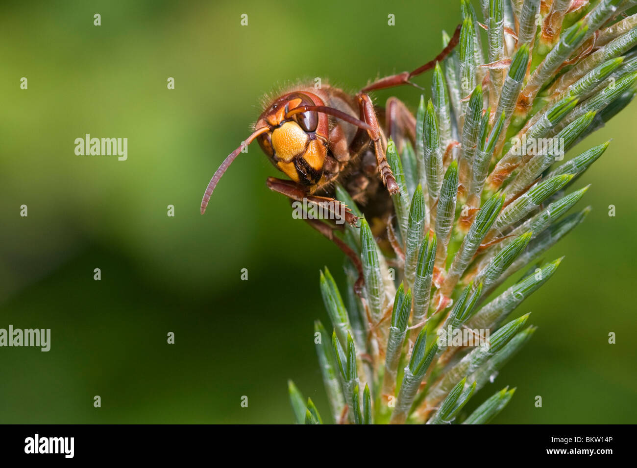 Hoornaar; Europäische Hornisse Stockfoto