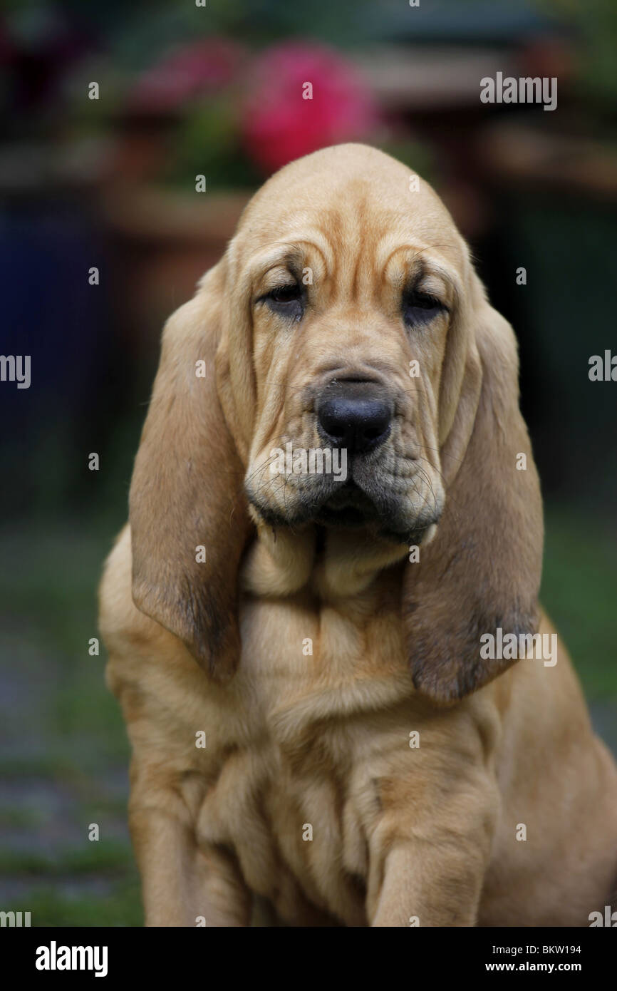 Bluthund Welpe Portrait / Portrait Bloodhound Welpen Stockfoto, Bild