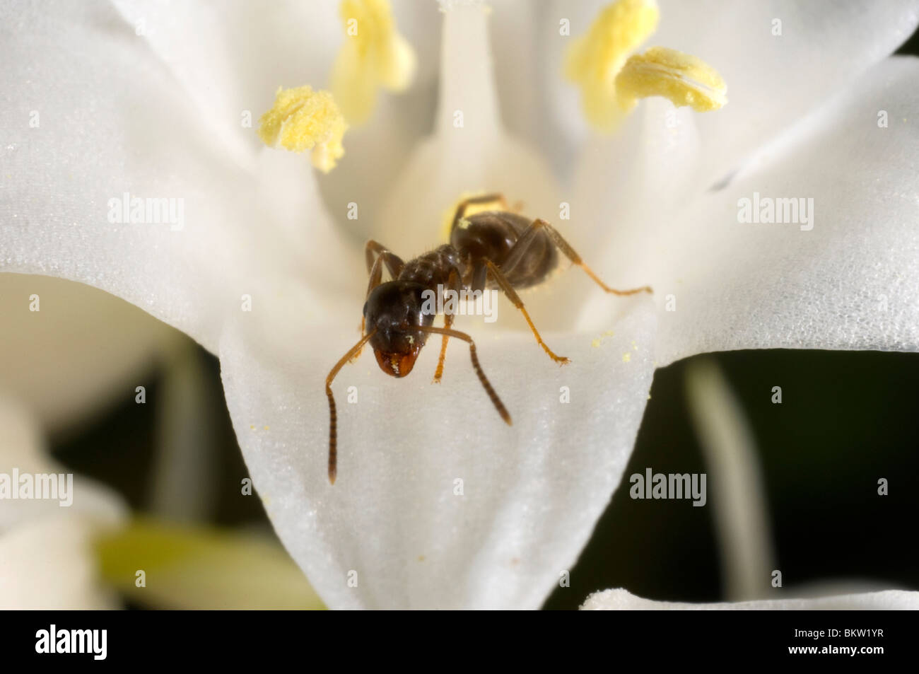 Garten Ameisen (Lasius Niger) Aufräumvorgang auf eine weiße Glockenblume Stockfoto