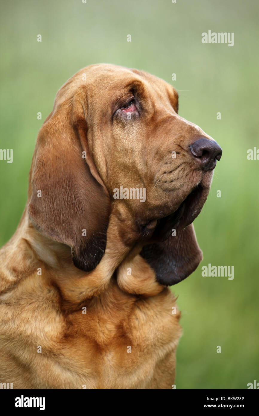 Bluthund Portrait / Portrait von Bloodhound Stockfoto