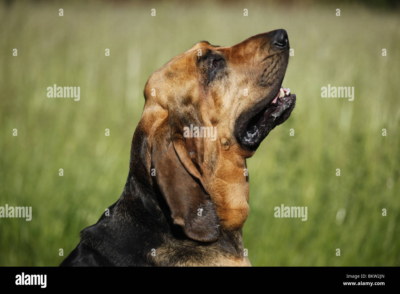 Bluthund Portrait / Portrait von Bloodhound Stockfoto