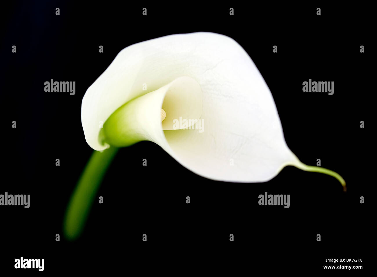 Schwarze lilien Fotos und Bildmaterial in hoher Auflösung Alamy
