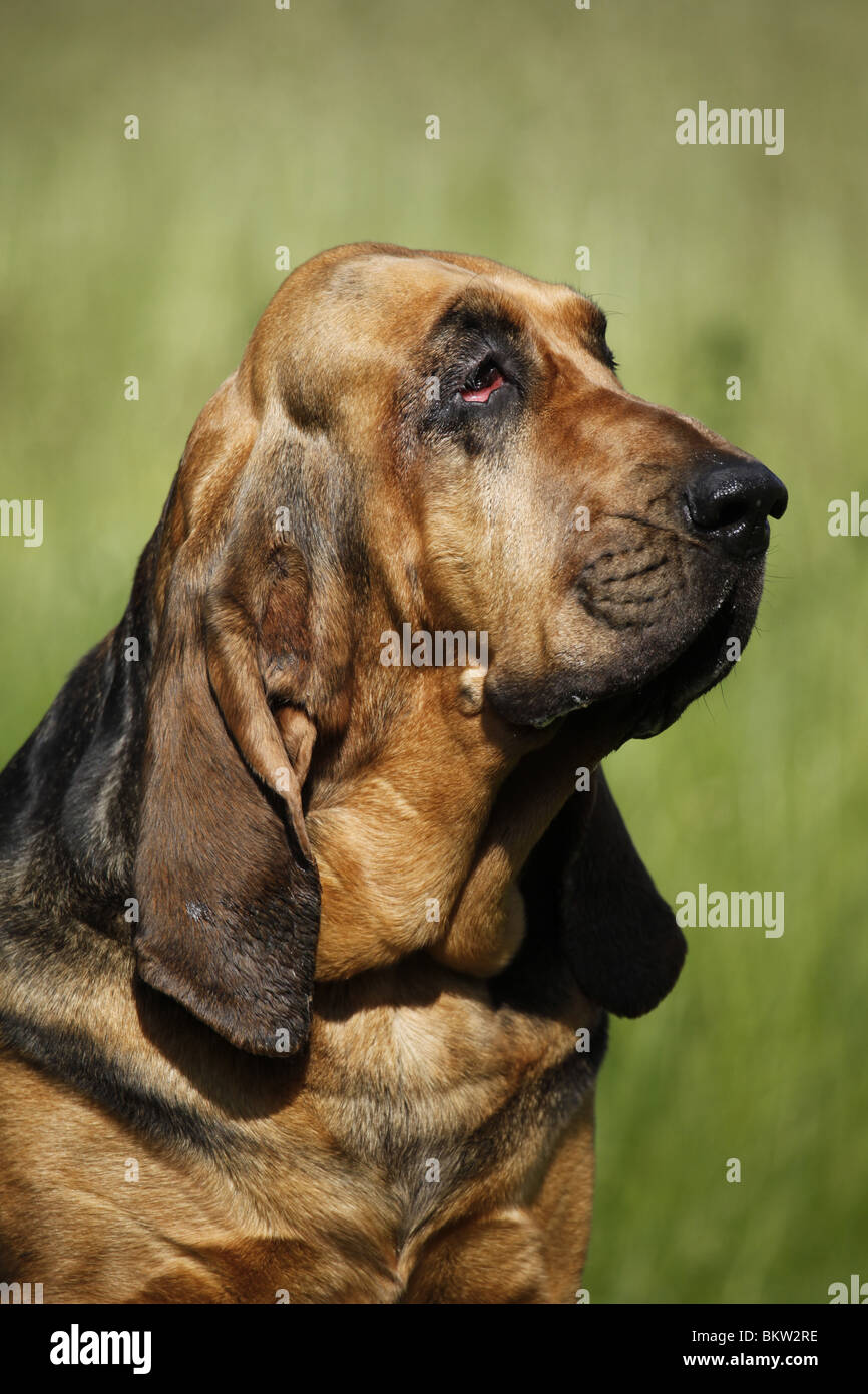 Bluthund Portrait / Portrait von Bloodhound Stockfoto
