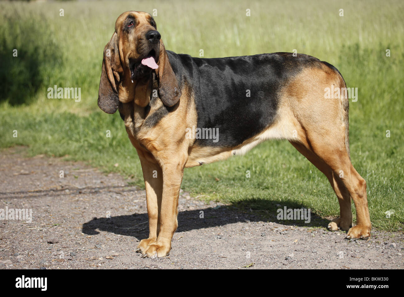 Stehender Bluthund / stehend Bloodhound Stockfoto