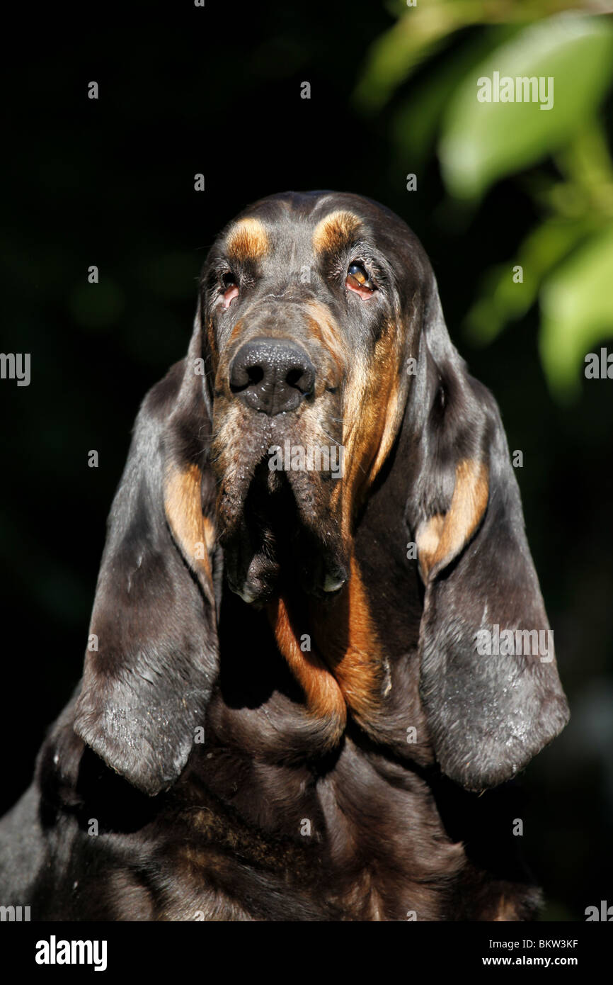 Bluthund Portrait / Portrait von Bloodhound Stockfoto