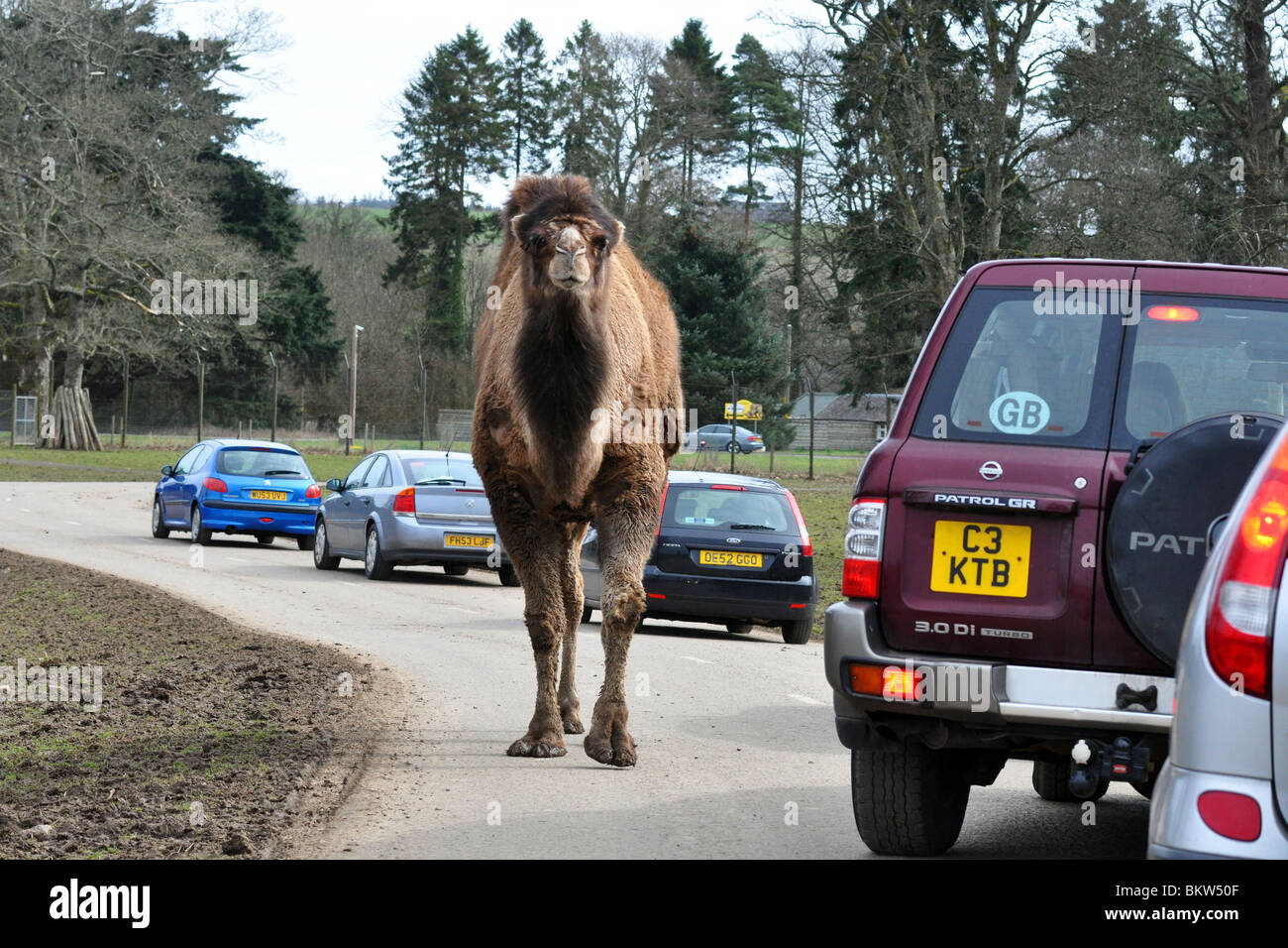 Ein großes Kamel streift, um die Autos in einem Safari-Park, Schottland Stockfoto