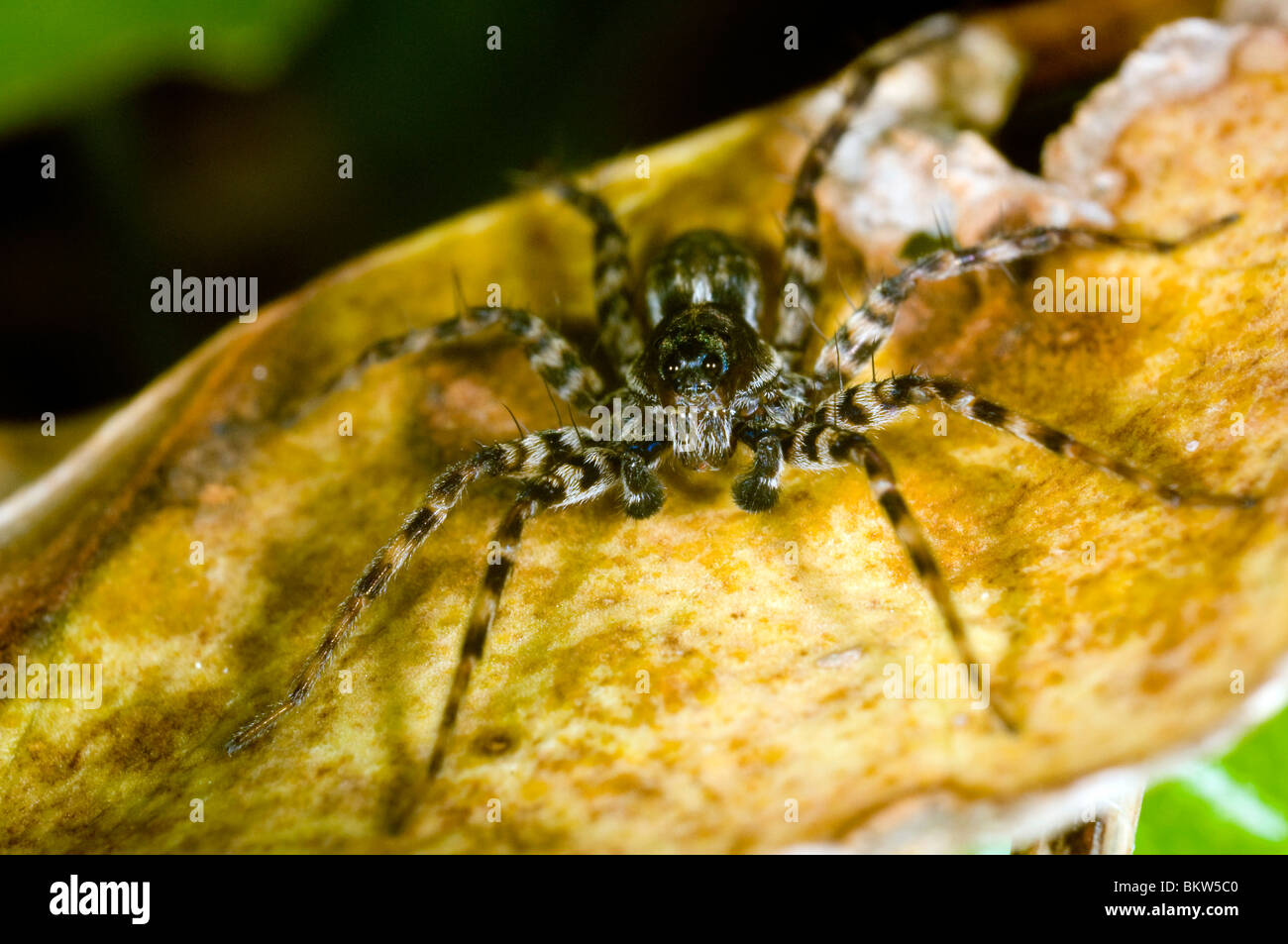 eine Wolfspinne Pardosa Amentata, in einem Garten im Vereinigten Königreich. Weiblich Stockfoto