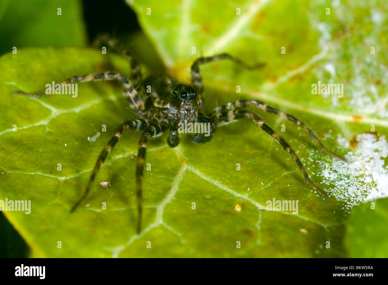 eine Wolfspinne Pardosa Amentata, in einem Garten im Vereinigten Königreich. Männlich Stockfoto
