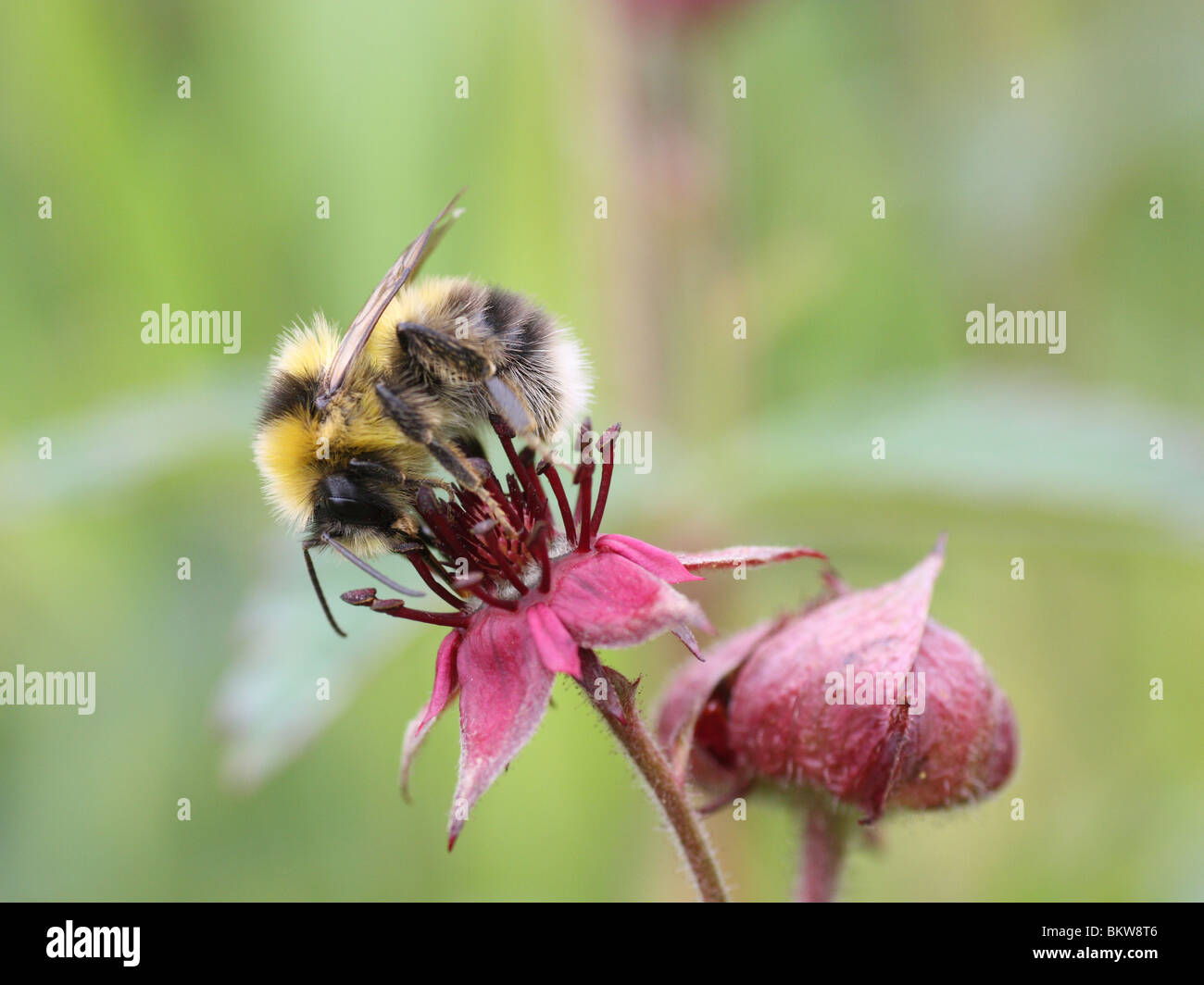 kleine Heide Hummel Stockfoto