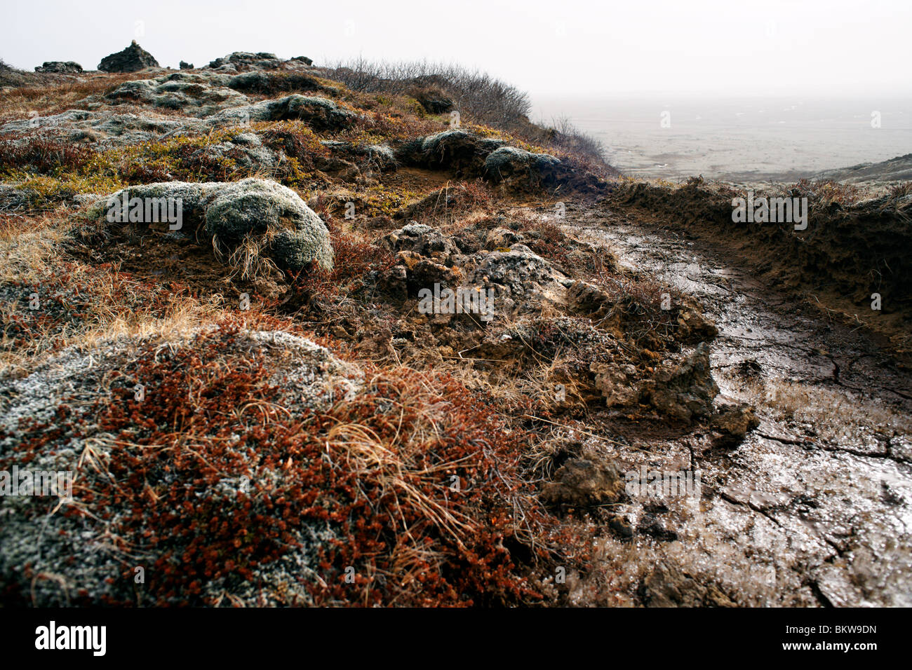 Karge Landschaft Islands bedeckt mit Flechten und Moschus. Stockfoto