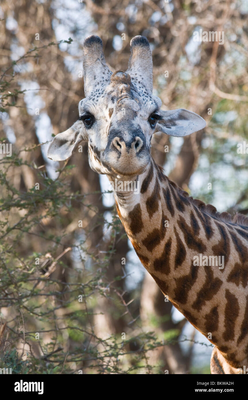 Masai-Giraffe (Giraffa Plancius Tippelskirchi), single-Männchen in der Balz, Nahaufnahme, Tsavo Ost NP, Kenia, Afrika Stockfoto