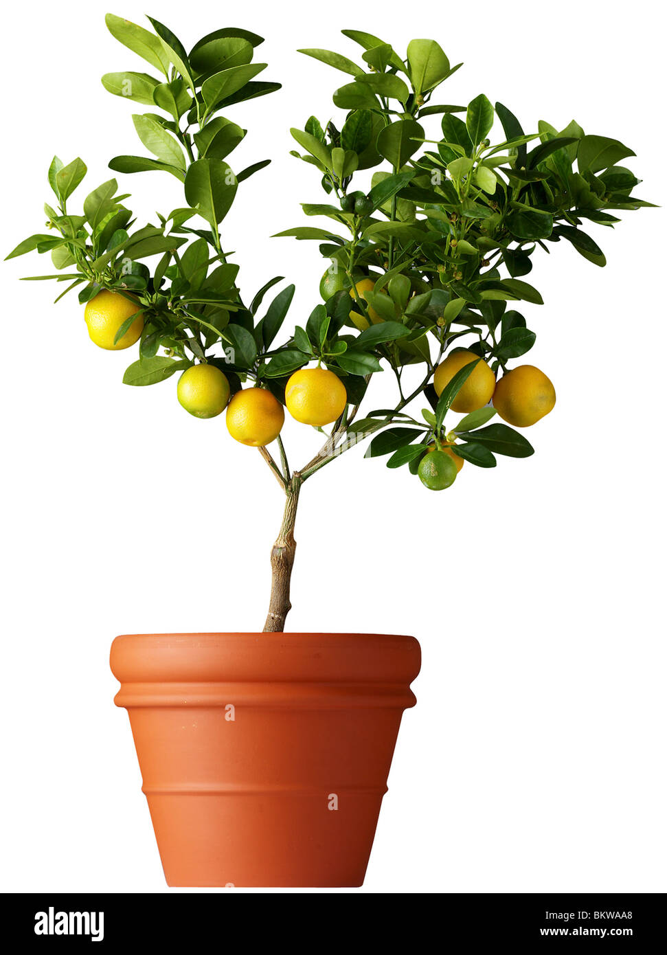 Lemon Tree Stockfoto