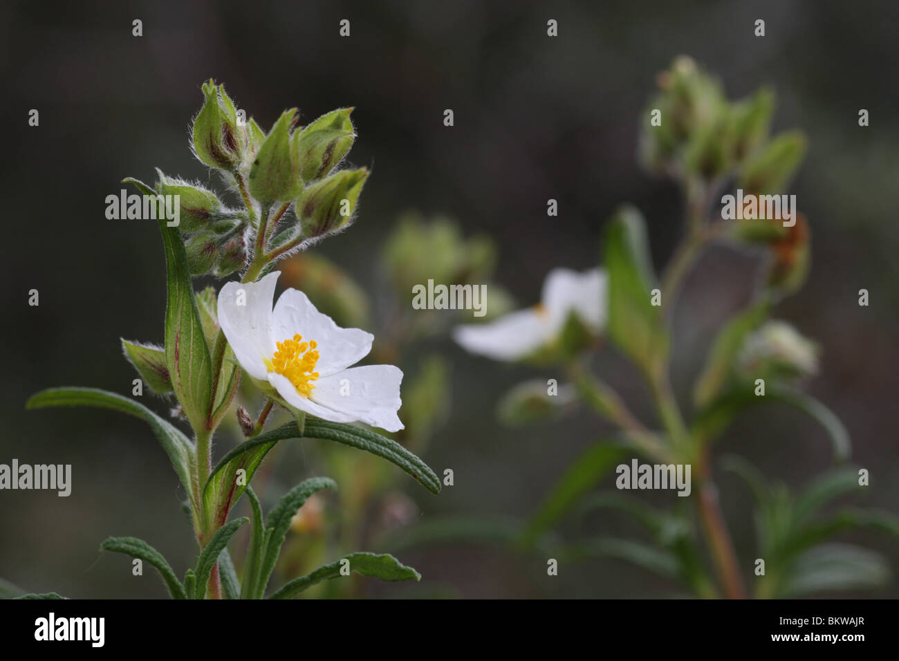 Narrow-leaved Cistus ist ein kleiner Strauch großen weißen Blüten, ca. 2-3 cm im Durchmesser messen. Es ist durch seine schmalen Blätter erkannt. Stockfoto