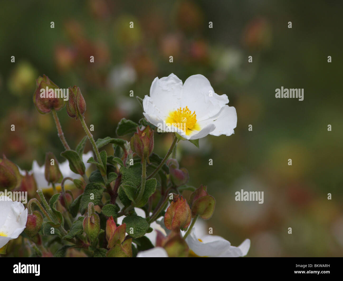 Salbei-leaved Cistus ist ein Strauch mit auffälligen weißen Blüten. Er wächst auf Nährstoff armen Böden, z. B. auf Felsen und Trockenrasen. Es ist üblich in der Mittelmeerregion. Stockfoto