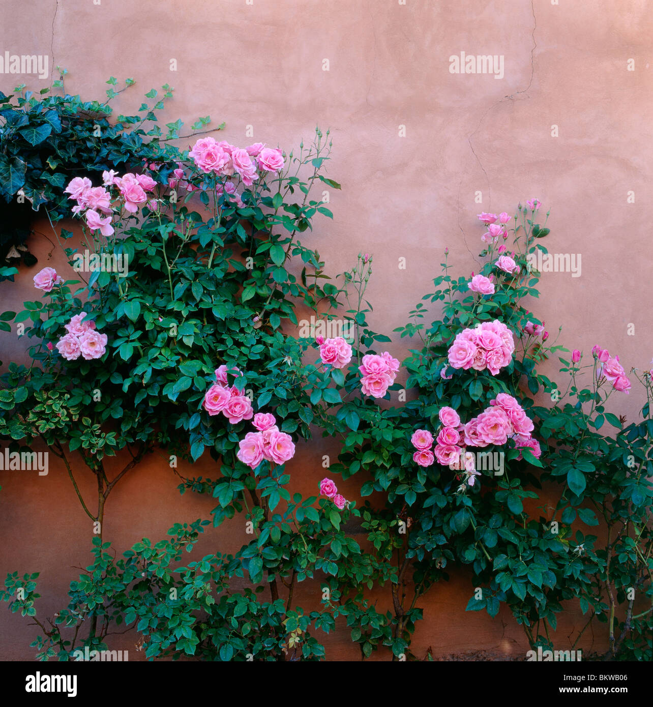 Rosa Rosen klettern an einer adobe-wand entlang der Canyon Road, an der sich Galerien und Geschäfte, Santa Fe, New Mexico, USA befinden Stockfoto
