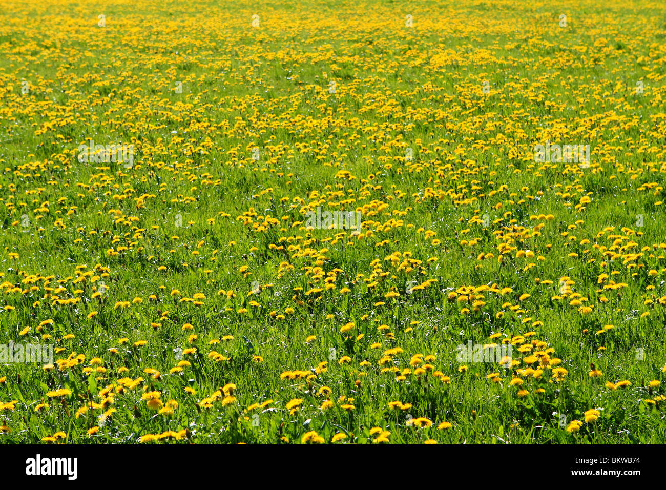 Frühlingswiese mit blühenden Löwenzahn Stockfoto