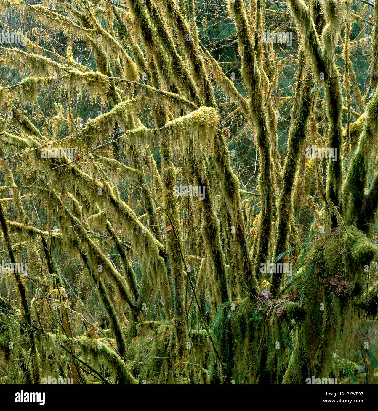 Nahaufnahme der Äste drapiert mit Moos in den Hoh Regenwald; Olympic Nationalpark; Washington; USA Stockfoto