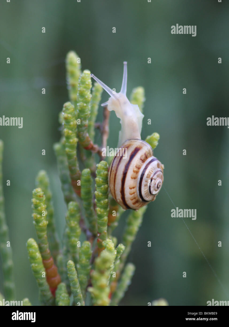 Sarcocornia Fruticosa ist reich an den Salinen Salinas de Llevante. Es handelt sich um ein Salz tolerant Busch. Drauf fressen Schnecken die Blätter. Stockfoto