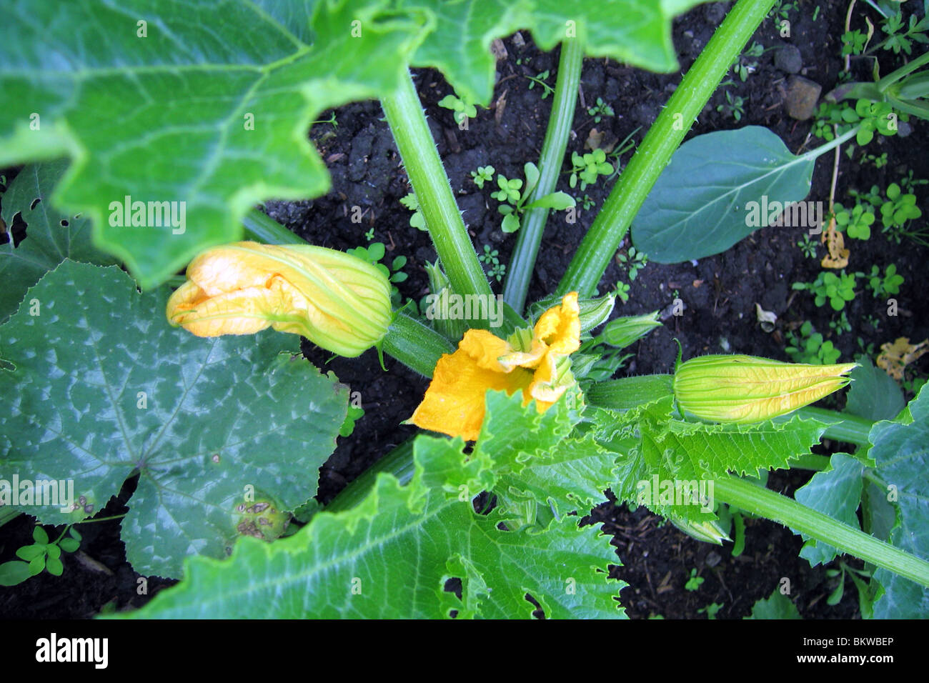 Gesundes Gemüse im Garten wachsen Stockfoto