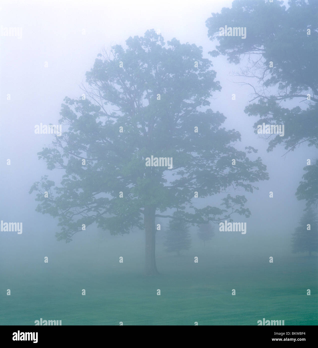 Morgen Nebel gehüllt Eiche, Füchse Golf Club, älteste kontinuierlich Lauf in USA 1887, Clarion County, Pennsylvania USA Stockfoto