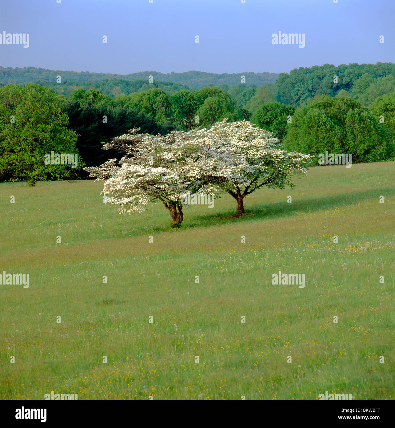 Hartriegel-Bäume im Frühling blühen, Valley Forge National Historic Park, Valley Forge, Pennsylvania, USA Stockfoto