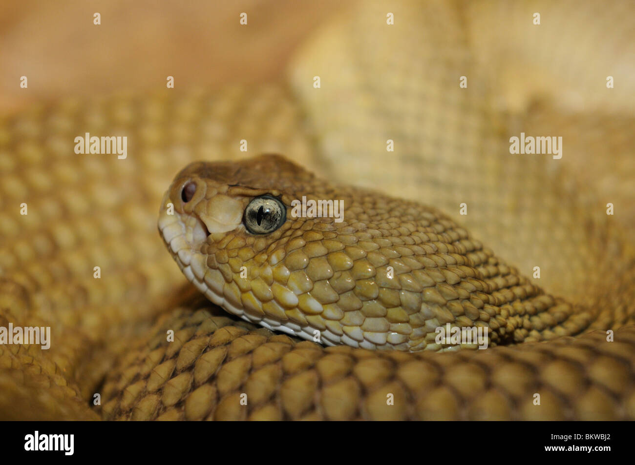 Mexikanische Westküste Klapperschlange Porträt / Crotalus Basiliskos Stockfoto