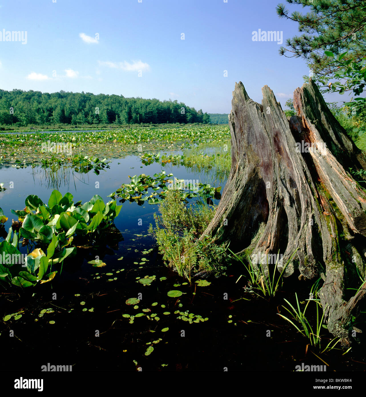 Black Moshanon Lake, schwarz Moshanon State Park, einem einzigartigen natürlichen Moor im Zentrum von Pennsylvania, USA Stockfoto