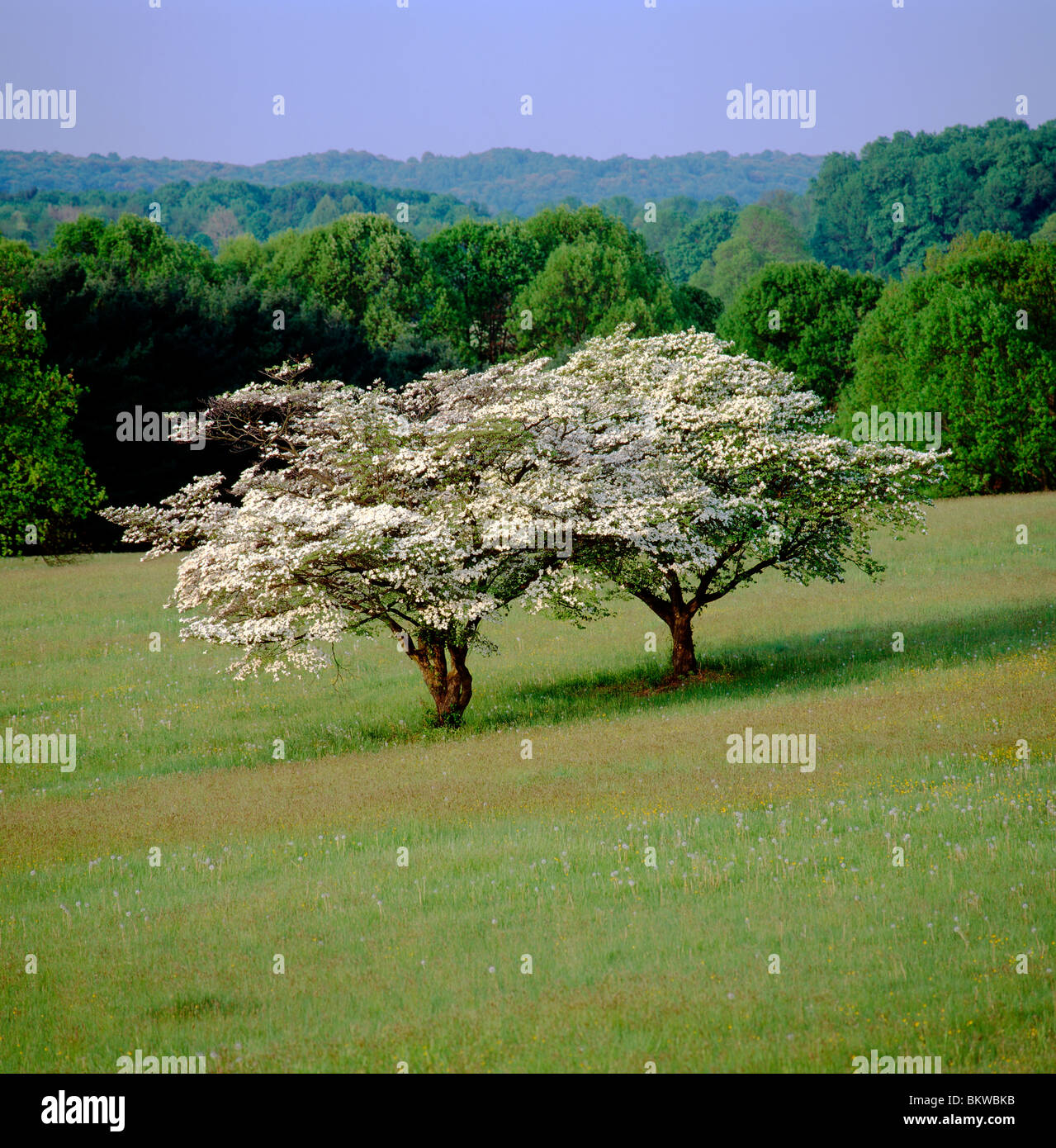 Hartriegel-Bäume im Frühling blühen, Valley Forge National Historic Park, Valley Forge, Pennsylvania, USA Stockfoto