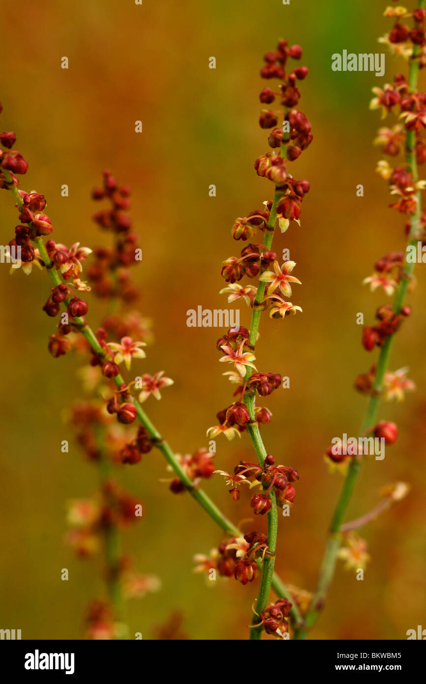 Bloeiwijze van Schapenzuring. Makro-Opname van Opzij. Stockfoto