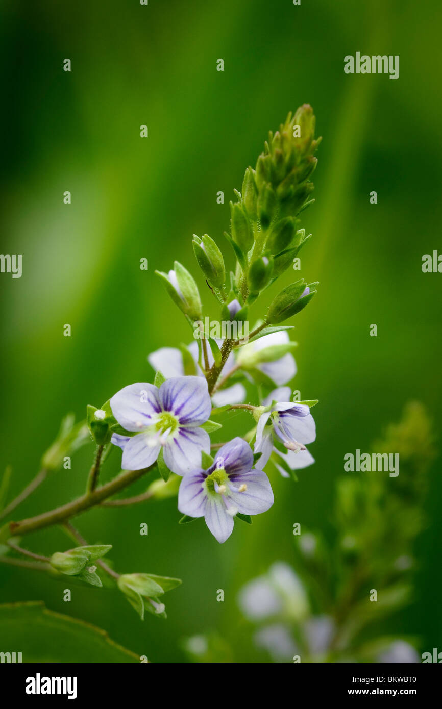 Bloeiwijze van Blauwe waterereprijs Stockfoto