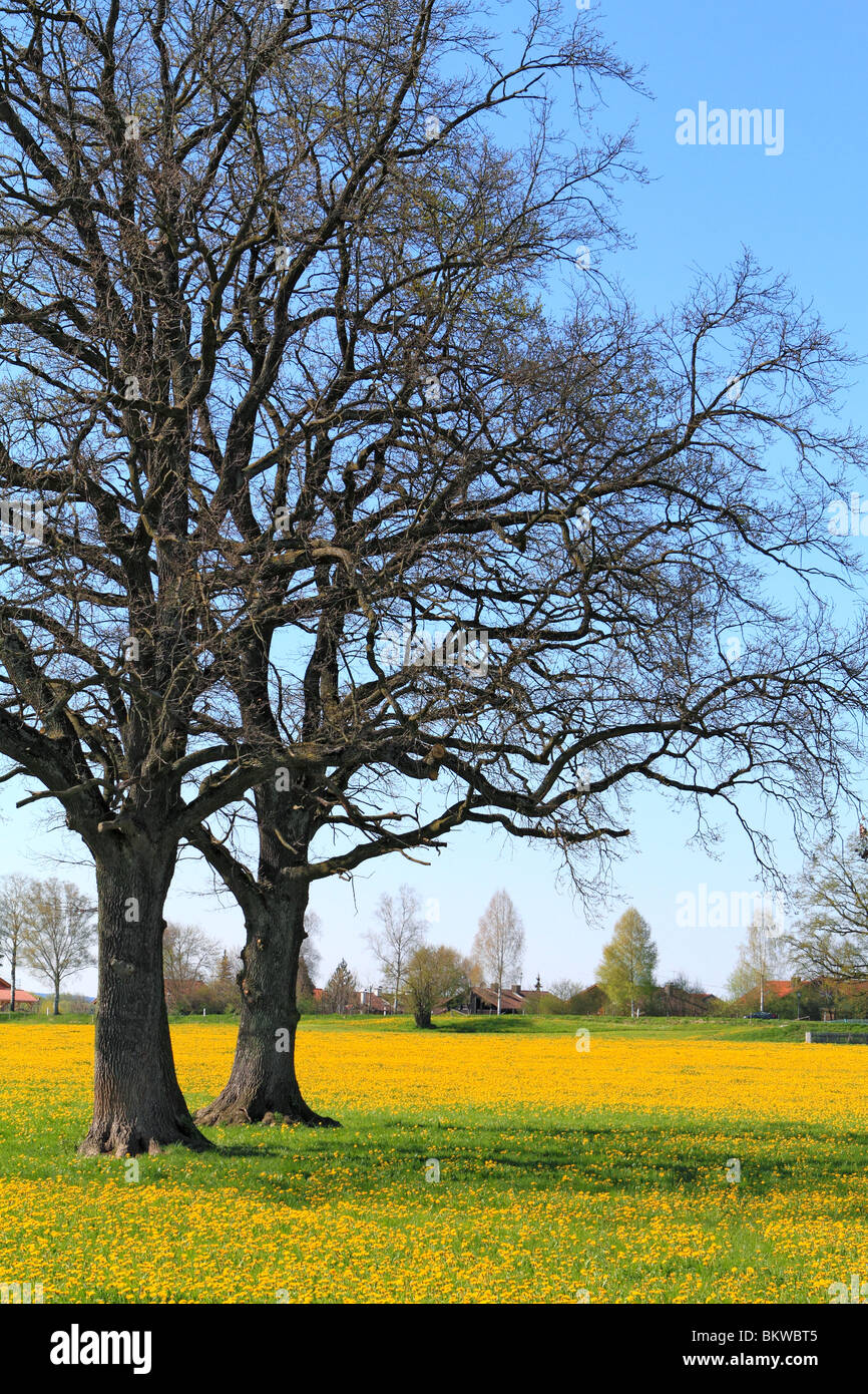 Frühlingswiese mit blühenden Löwenzahn Stockfoto