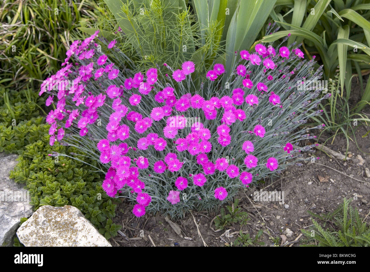 Dianthus (Blumen) Stockfoto